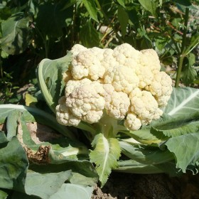 Tonijnsalade met bloemkoolcouscous